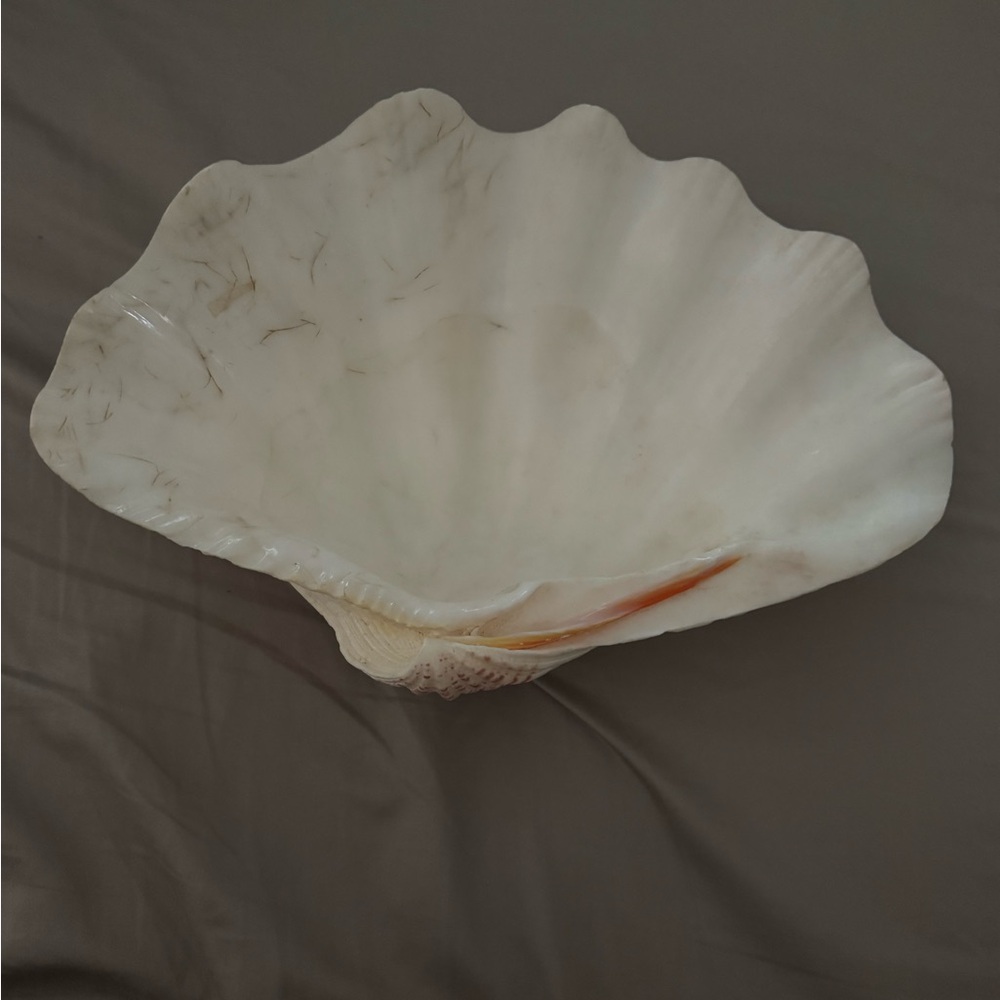 Large White Seashell Decor